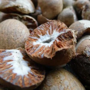 Areca Nut